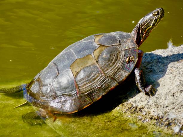 istock Painted turtle shell is shredding as it sunbaths on a rock
Endangered species in Canada 1457761665