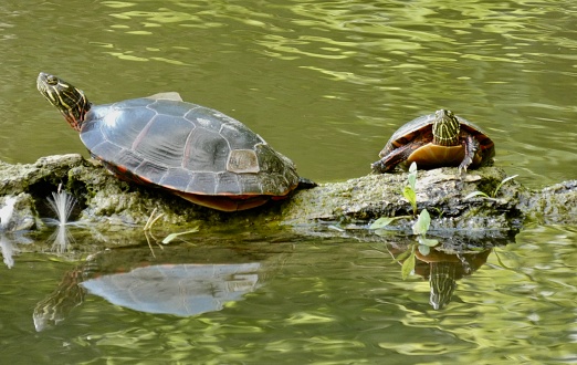 Pair of Painted turtles sharing a log and sunbathing during a hot sunny summer day.

Endangered species in Canada

Location
Victoria Lake, Stratford ON CA