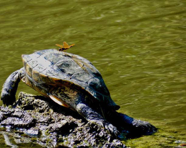 istock Painted turtle and Eastern Amberwing dragonfly have a close encounter 

Endangered species in Canada 1457762429