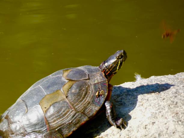 istock Painted Turtle and Eastern Amberwing Dragonfly Close Encounter 1457762571