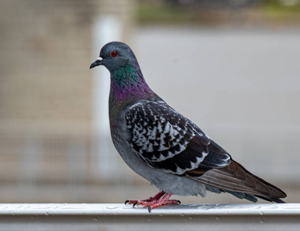 istock Anatolian Ringbeater Dove (Pigeon) 1457764925