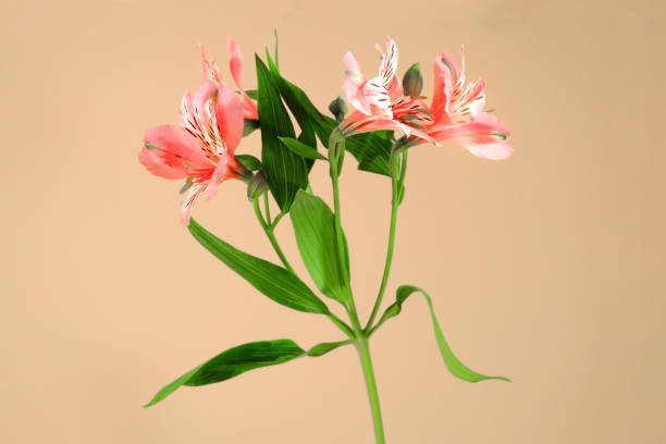 istock Beautiful lily flowers with a long green stem on a beige background. Studio shot. 1457764949