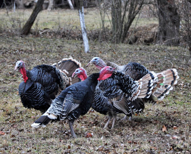 istock Herd of turkeys in the garden 1457765401