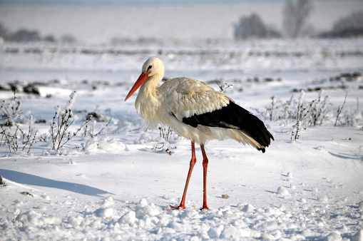 White Stork remaining winter in the village people in the snow and cold