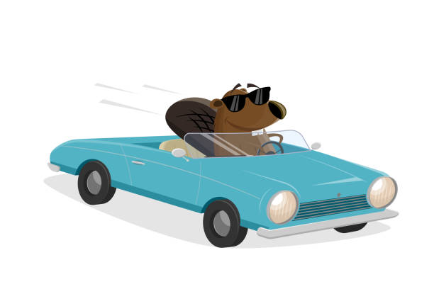 забавный мультяшный бобер за рулем кабриолета - masc stock illustrations