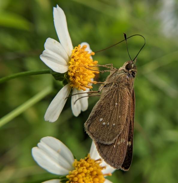 istock close-up of borbo cinnara perched on a flower 1457767767