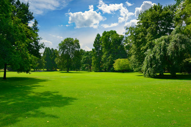 istock Beautiful meadow with green grass in public park. 1457769221