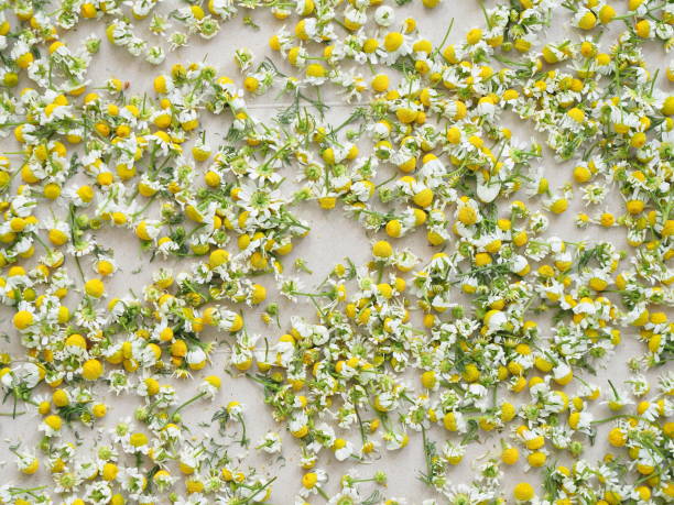 manzanilla alemana recién recogida y puesta a secar - german chamomile chamomile plant smelling flower fotografías e imágenes de stock