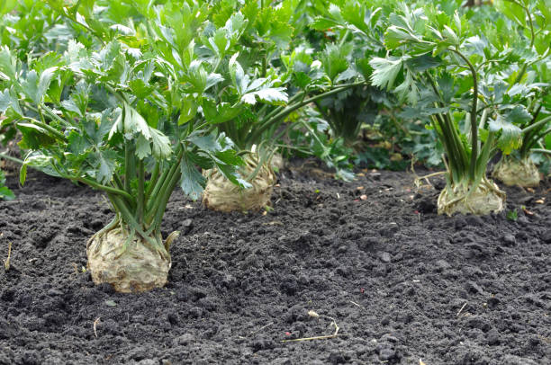 closeup of growing root celery plant stock photo