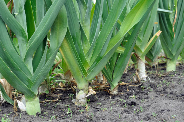 istock organically cultivated leek plantation 1457771410
