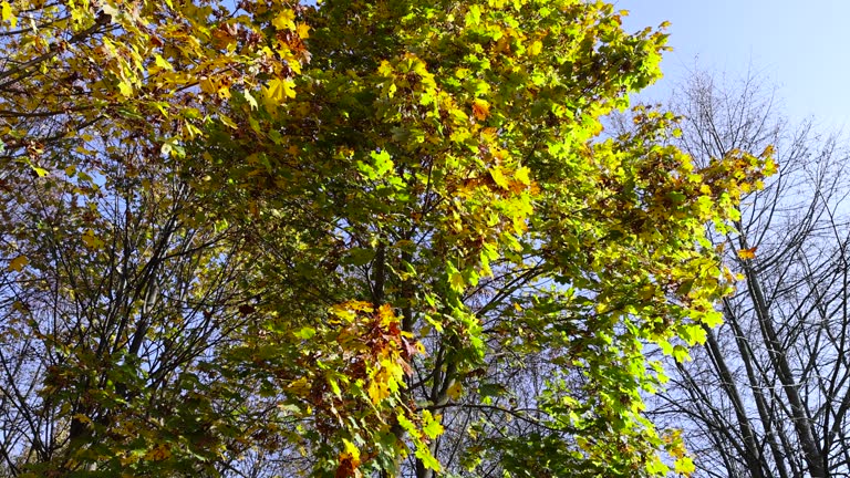 Autumn bright and beautiful maple foliage