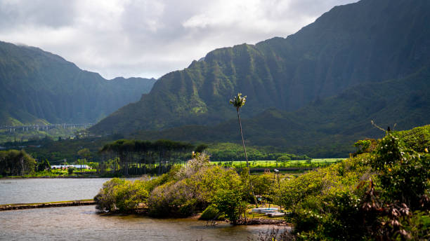 istock Lush nature in Oahu 1457772624
