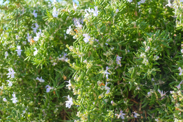 istock Rosemary in bloom, floral background 1457772750