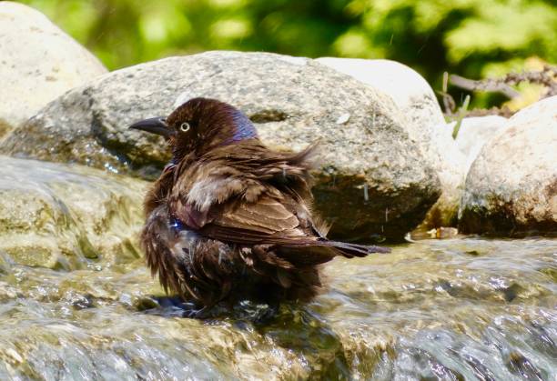 istock COMMON GRACKLE, RUFFLED FEATHERS REAR VIEW BATHING IN WATERFALLS 1457772856