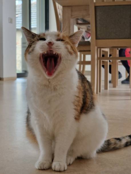 istock Yawning tricolored cat photo 1457773533