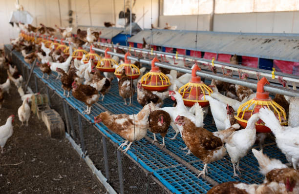 istock Chicken coop farm. Indoors chicken farm, chicken feeding 1457773708