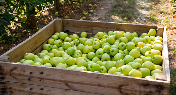 Ripe apples in a wooden crate in the garden