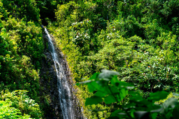 하와이의 폭포 - oahu stream hawaii islands tropical rainforest 뉴스 사진 이미지