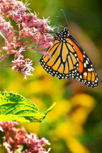 istock Monarch butterfly foraging nectar on Mount Sunapee in New Hampshire. 1457773885
