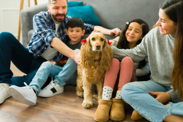 istock Beautiful cocker spaniel dog with its family 1457774418