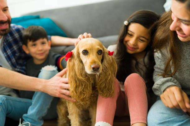 istock Beautiful yellow cocker spaniel pet with a family 1457774449