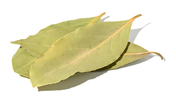 istock Dry bay leaf on a white isolated background, close up 1457775579