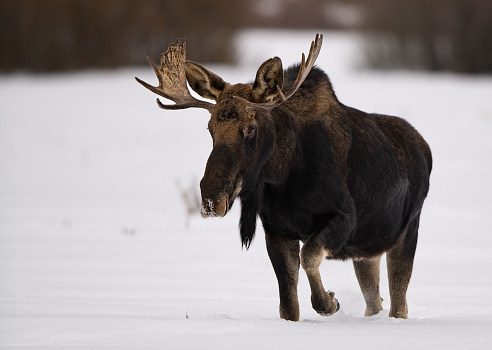 The Bull Moose  (Alces alces andersoni)  in Yellowstone National Park's Lamar Valley,  was nibbling on willow shoots in the river bottom before walking through the snow to browse on tree bark and twigs in the mountains for the afternoon.