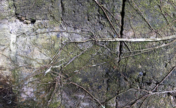 istock Gray concrete wall with dried vines all over surface texture 1457776874
