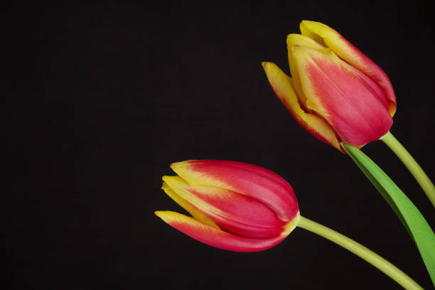 istock Yellow red tulips bouquet on black background 1457776988