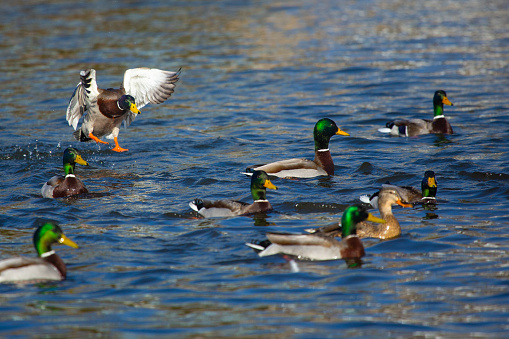 Group of mallard ducks, Anas platyrhynchos, swimming on Mill Pond in Broad Brook, Connecticut.