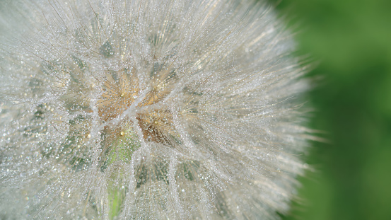Beautiful Dandelion close-up with dew or water drops. Natural background. Fluffy dandelion with dew drops. Natural blurred spring background. Spring. Abstract dandelion flower background. After rain