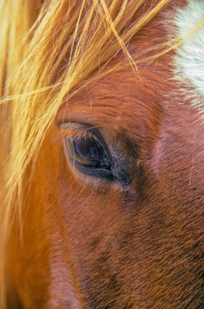 istock Horses close up in pasture on farm. 1457781646