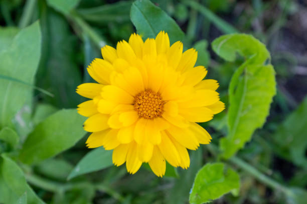 A single yellow gerbera on the green leaves background, close up. Gerbera flower for publication, design, poster, calendar, post, screensaver, wallpaper, postcard, cover, web. High quality photography