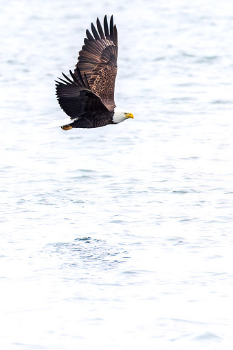 A Bald Eagle flies over the Richelieu River in search of prey
