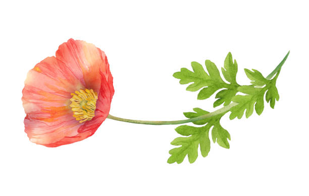 ilustrações, clipart, desenhos animados e ícones de pintura em aquarela de uma flor de papoula isolada - poppy single flower red white background