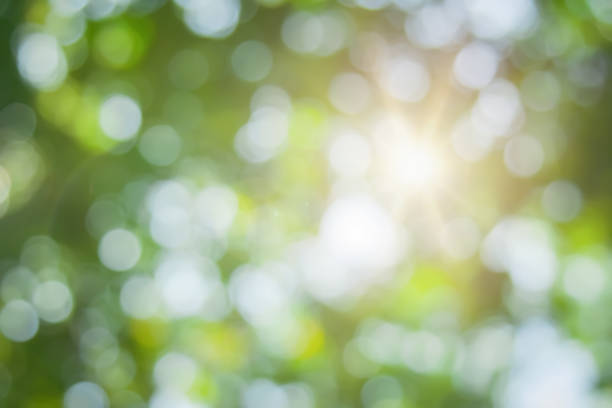 istock Abstract green foliage and tree in jungle blur with sun light spring summer. Farming concept on plant forest and environment day of farmer organic building sunshine on leaf herb lush soft in ecology. 1457785007