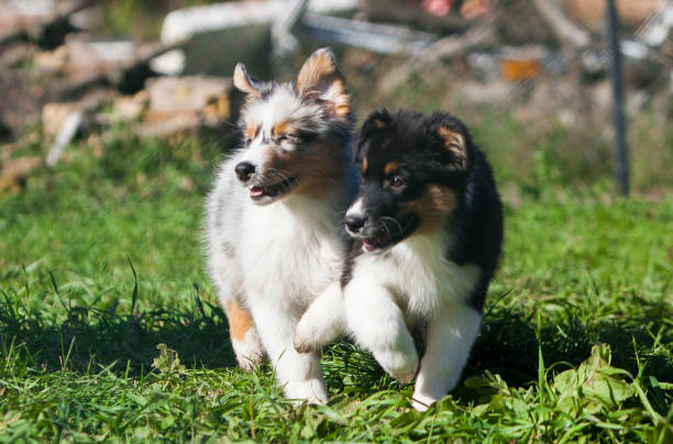 istock Funny Australian Shepherd puppies playing in the park 1457785921