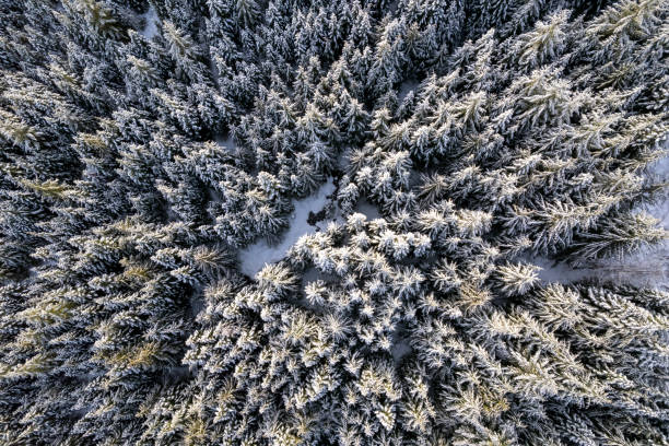 istock Top down view of a vast snowy forest 1457786317