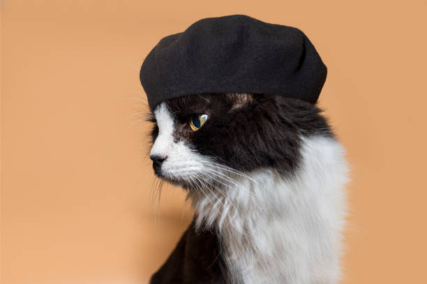 ritratto di un gatto in bianco e nero che indossa un berretto nero retrò - tuckerman foto e immagini stock