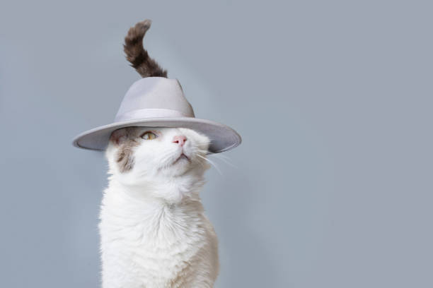 istock White one-eyed cat wearing a retro gray fedora hat 1457786508