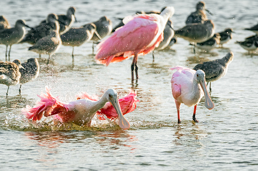 Pair of roseate spoonbills in a mangrove pond located in the Ding Darling Wildlife Refuge, Sanibel Island Florida