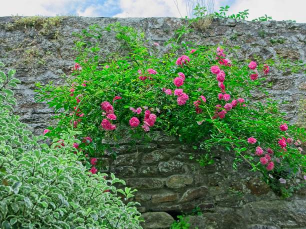 A rose bush sheltered by a garden wall