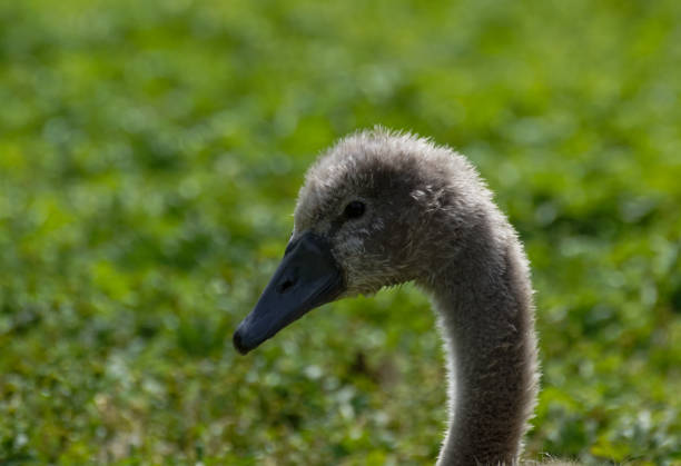 Close up of a young swan on field