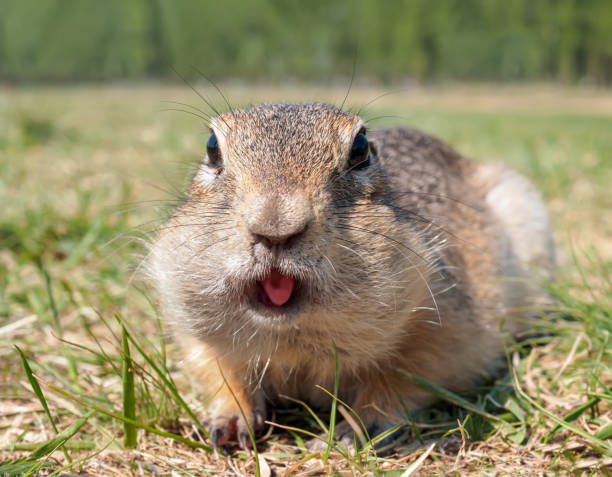 istock Gopher on the grassy lawn is looking at the camera with openen mouth. Close-up 1457793782