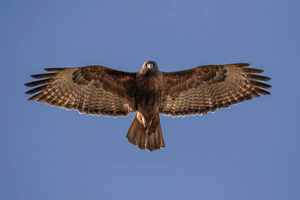 istock This is the way the eagles watch us from the sky 1457800844