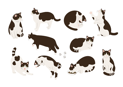 Vector illustration set of cats in various poses