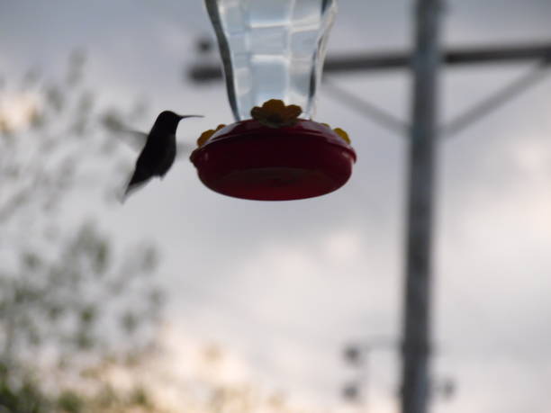 istock Hummingbird trying to eat 1457802003