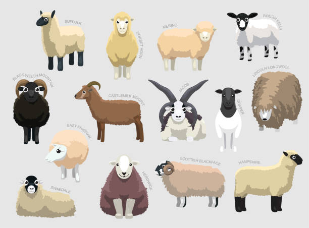 名前が設定されたさまざまな羊の品種さまざまな種類が漫画のベクター画像を識別します - herdwick sheep点のイラスト素材／クリップアート素材／マンガ素材／アイコン素材