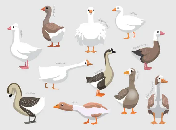 Vector illustration of Various Domestic Goose Breeds With Names Set Various Kind Identify Cartoon Vector
