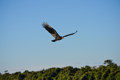A lesser yellow-headed vulture (Cathartes burrovianus), also known as savannah vulture, flying above the Guaporé-Itenez river in the remote village of Cafetal, Beni, Bolivia, on the border with Brazil